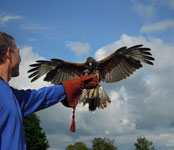 Guided walks with hawks