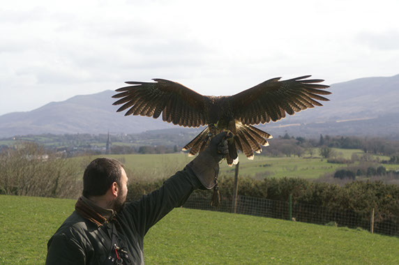 ancient sport of falconry
