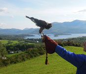 specialise in one hour private Hawk Walks